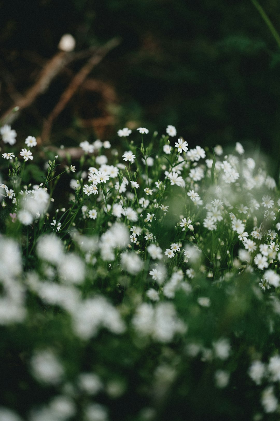 white flowers with green leaves