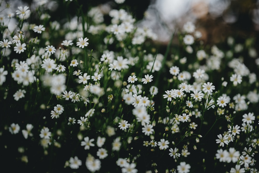 white flowers with green leaves