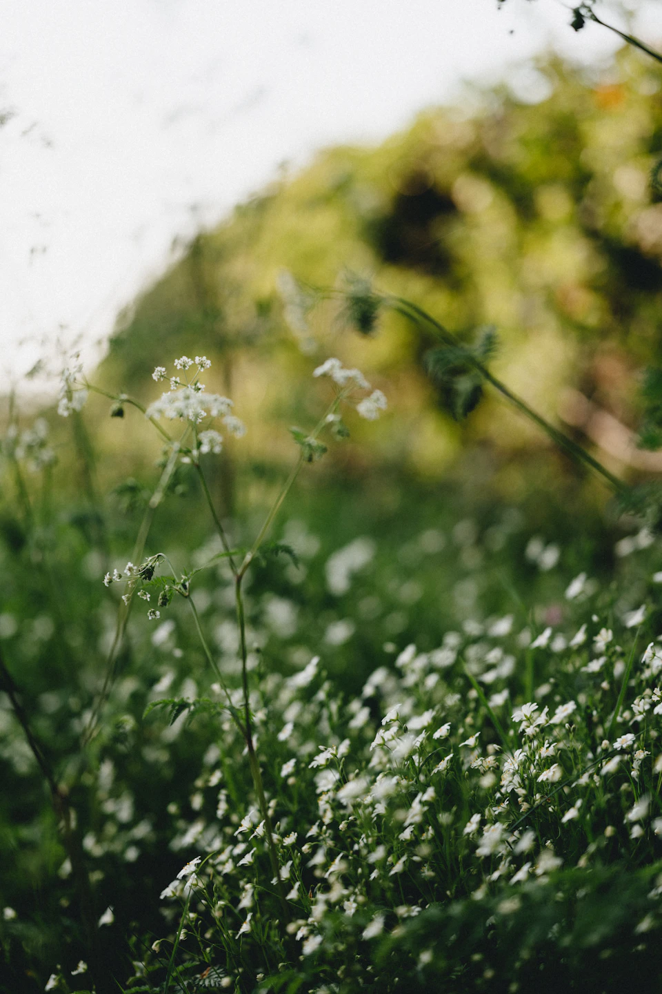 The image depicts a field filled with white flowers, likely daisies or wildflowers, scattered throughout the scene. The flowers are in various stages of bloom and are predominantly white, creating a sense of purity and tranquility. In the background, there is a hill covered in trees, providing depth to the landscape and adding an element of nature's grandeur. The image has a slightly blurred quality, giving it a dreamy and ethereal feel.