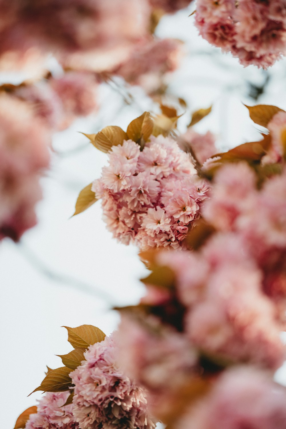 pink and white flowers in tilt shift lens