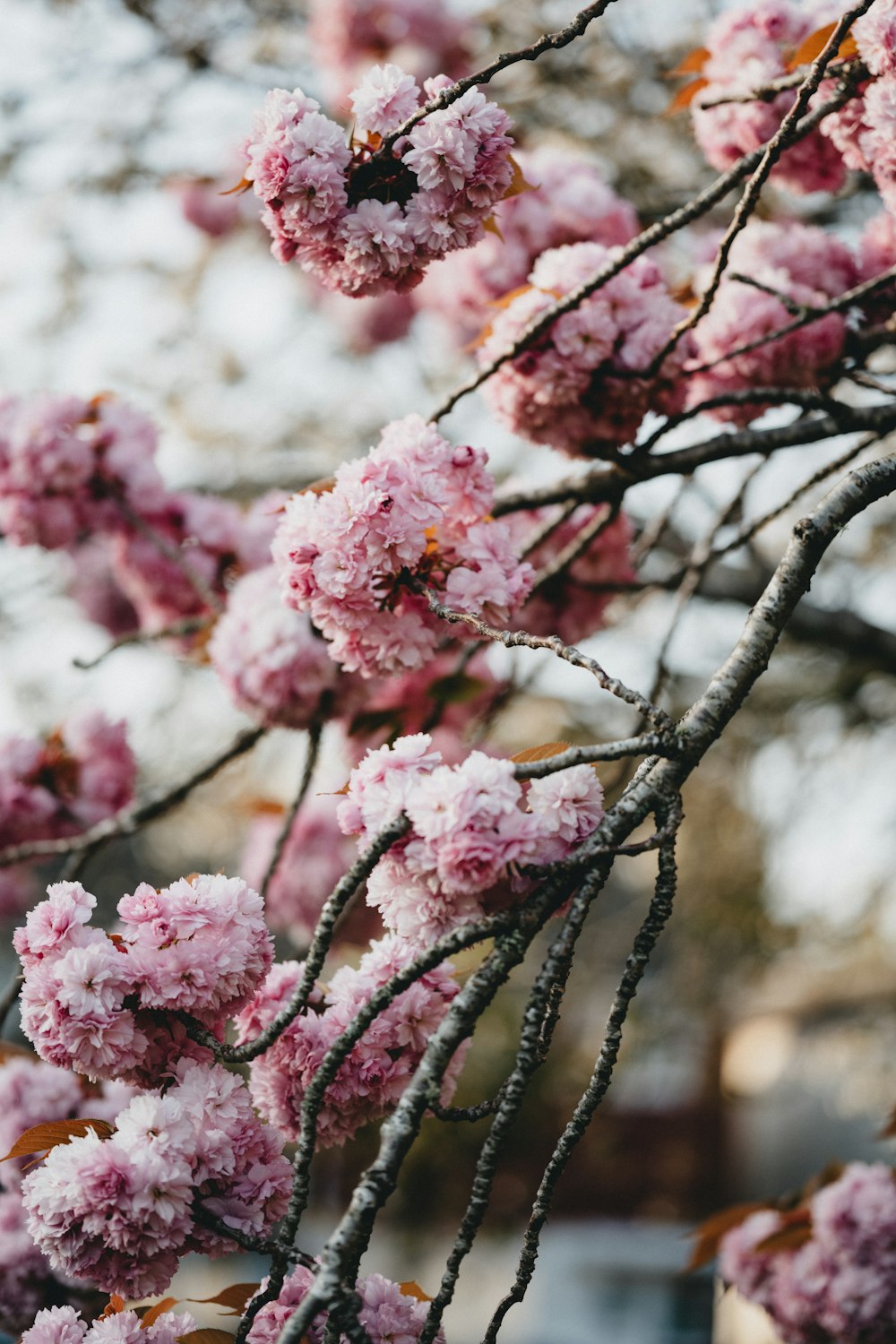 pink cherry blossom in close up photography