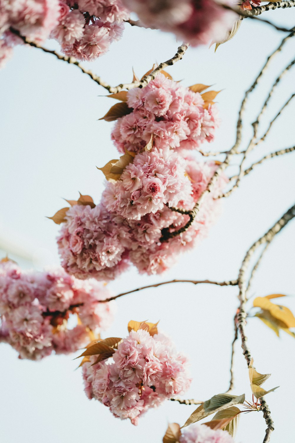 pink flowers in tilt shift lens