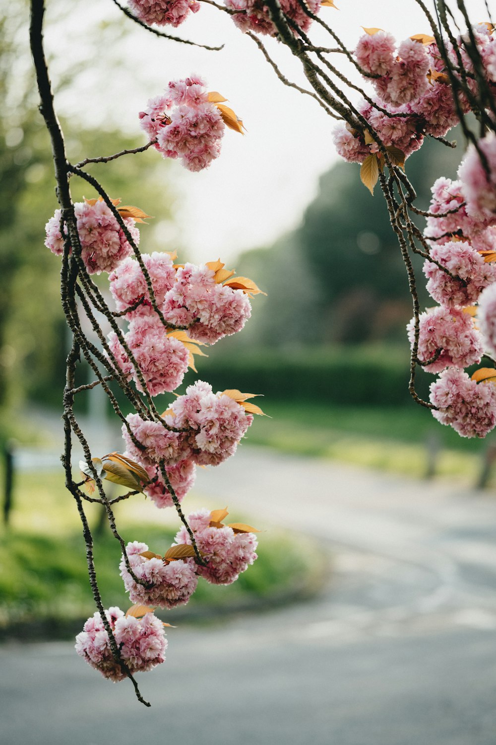 pink and white flowers on tree branch during daytime
