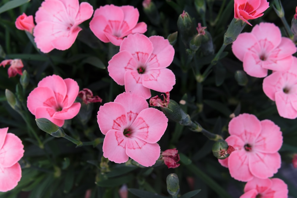 pink flowers with green leaves