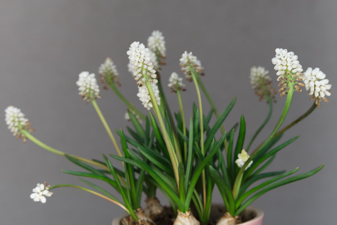 white flowers with green leaves