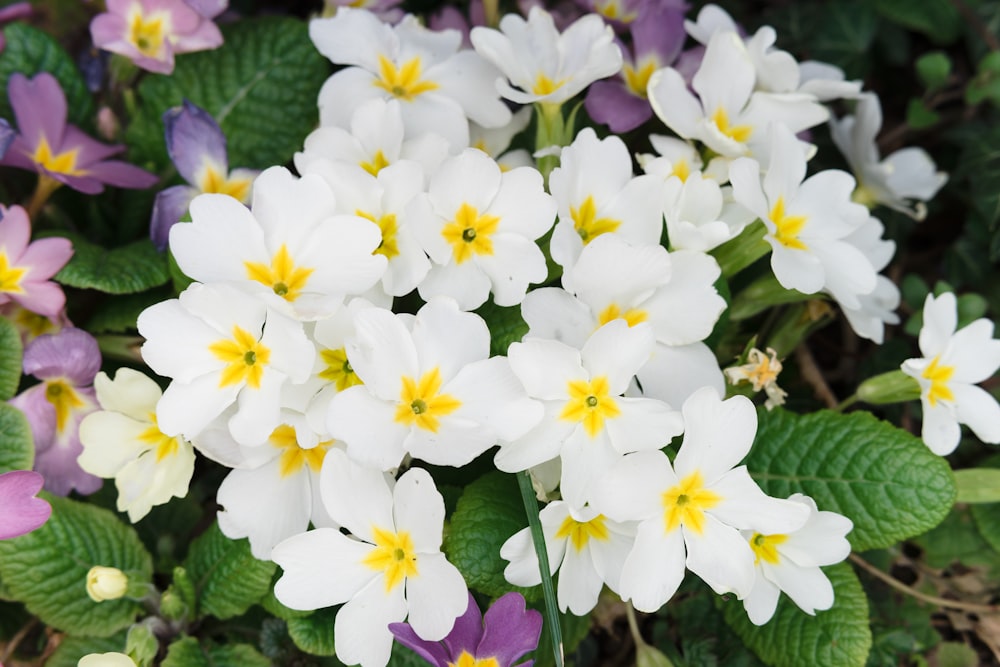 weiße und violette Blüten mit grünen Blättern