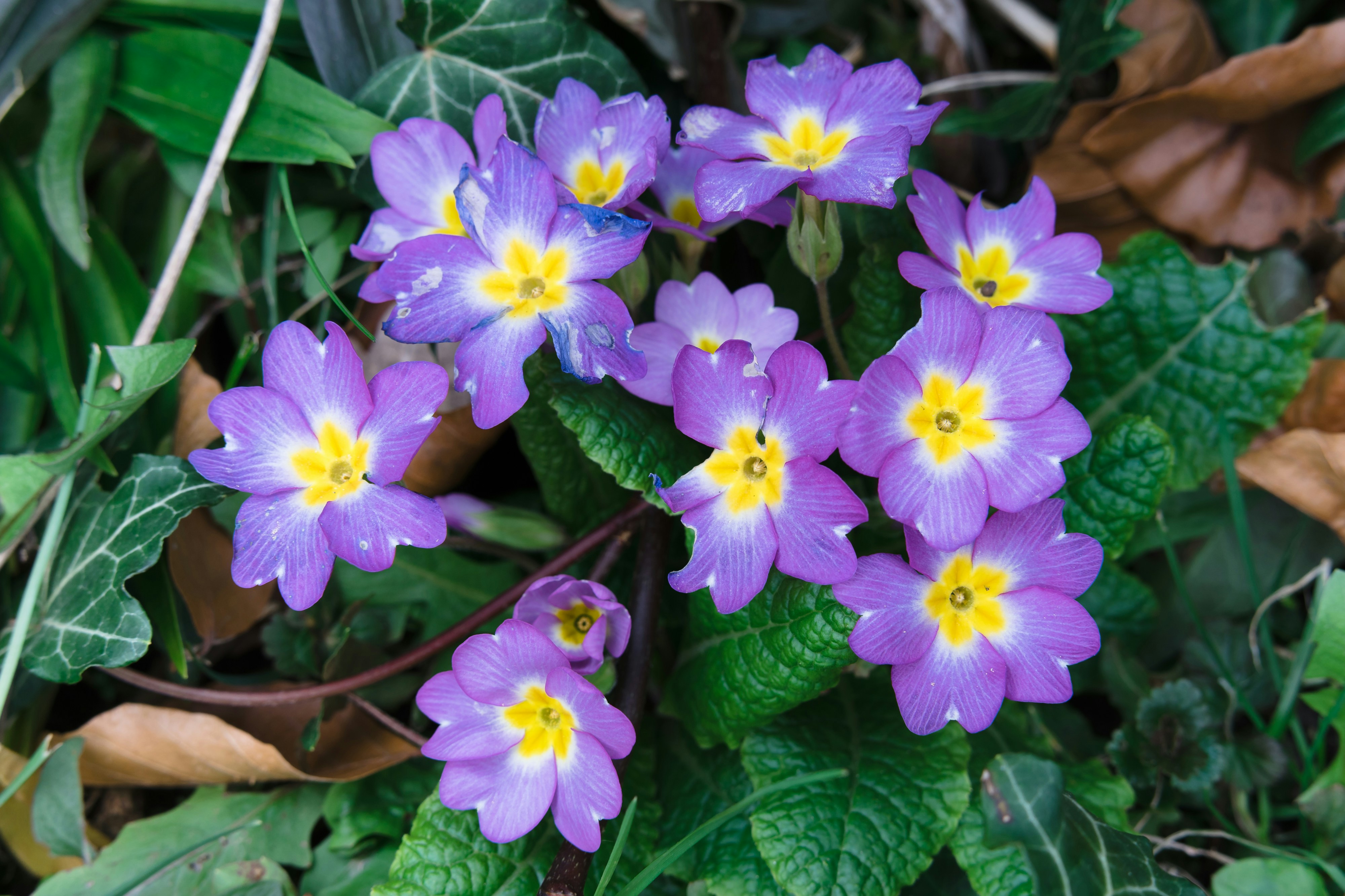 purple flowers with green leaves