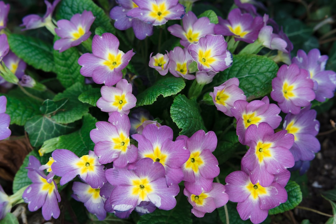 purple and white flowers with green leaves