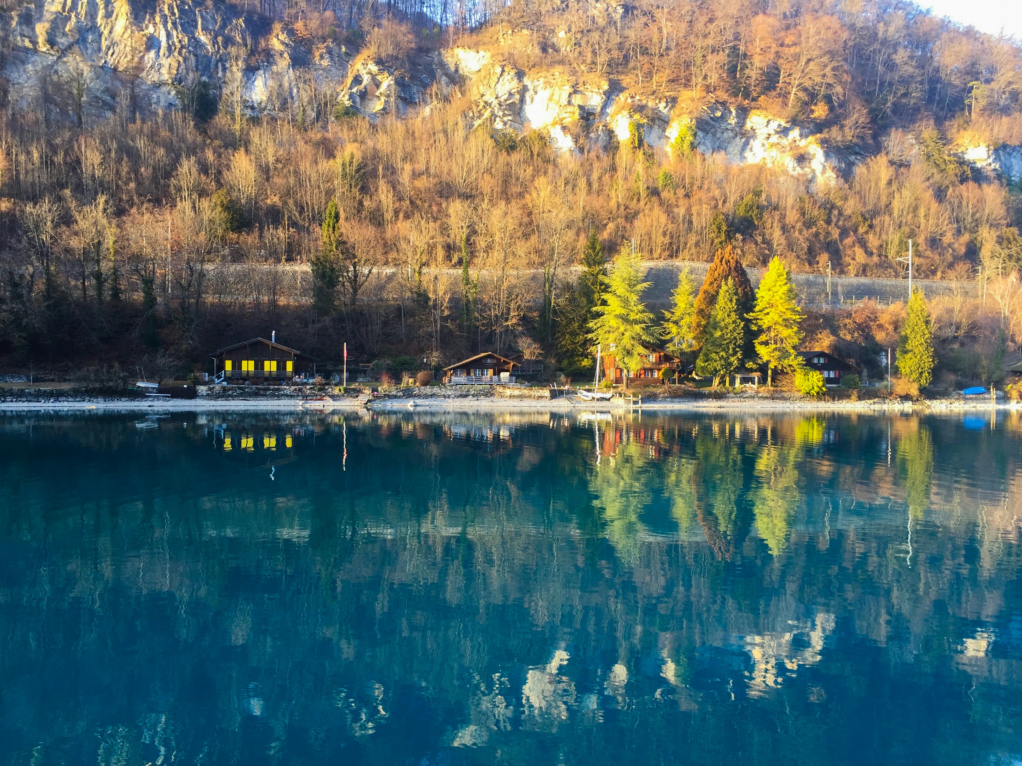 green trees beside body of water during daytime