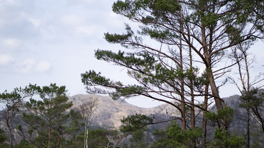 green trees under white sky during daytime in Rogaland Norway