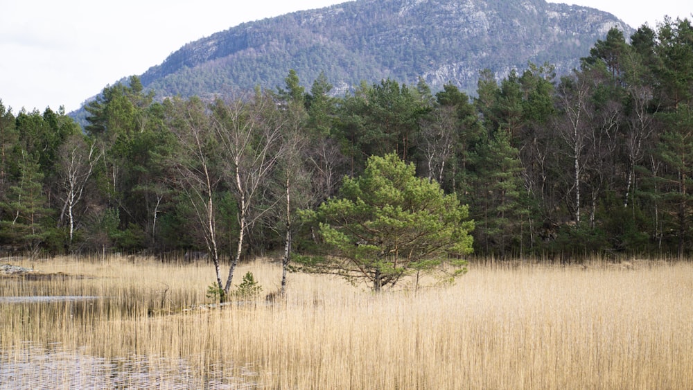 green trees on brown grass field near mountain during daytime