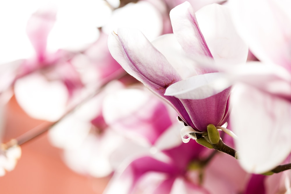 pink flower in tilt shift lens