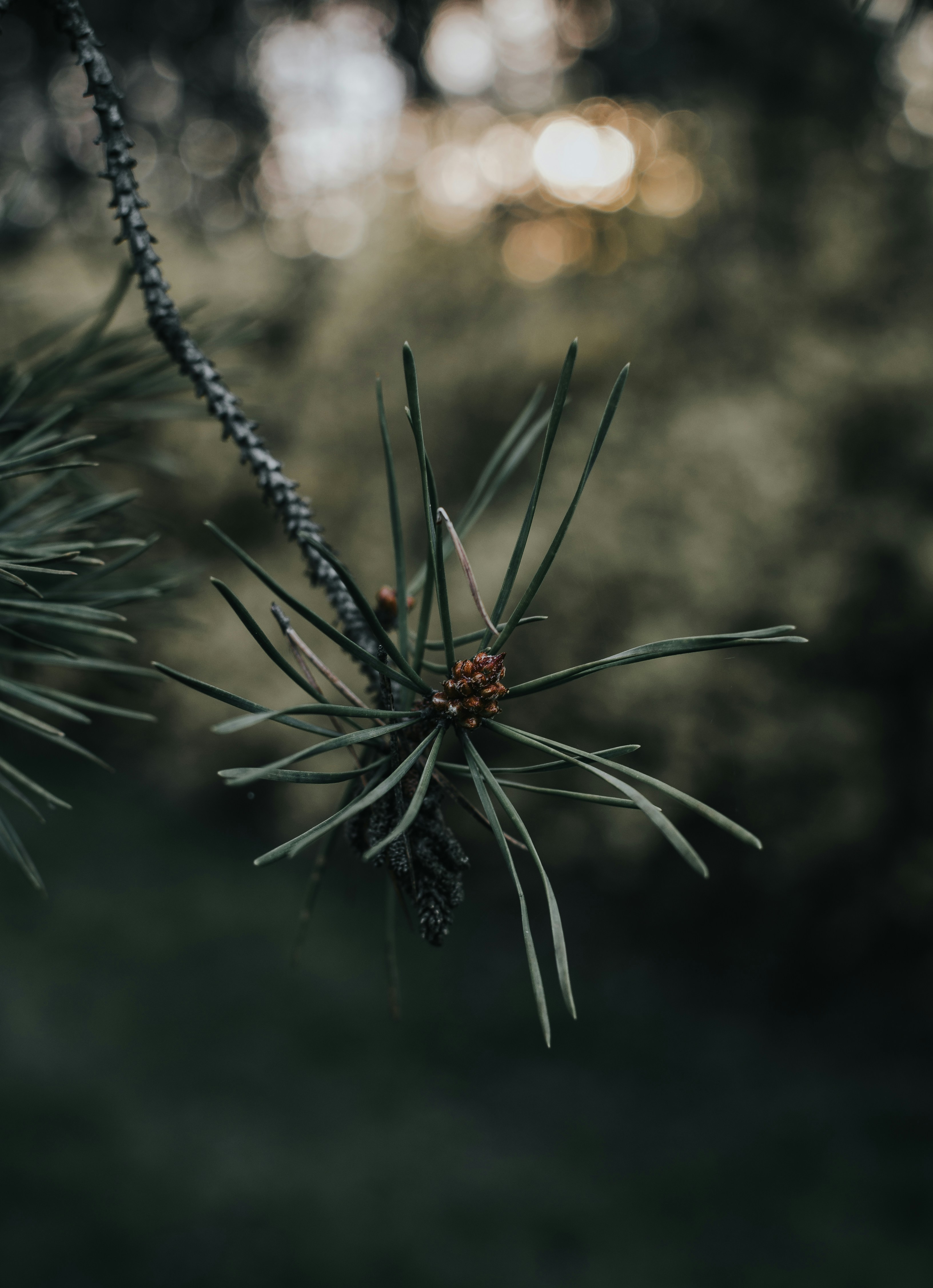 Photo by lebedych