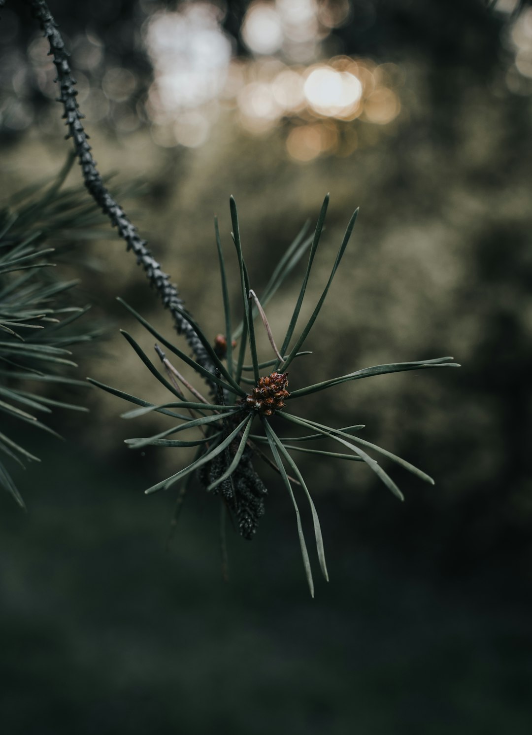 brown plant in close up photography