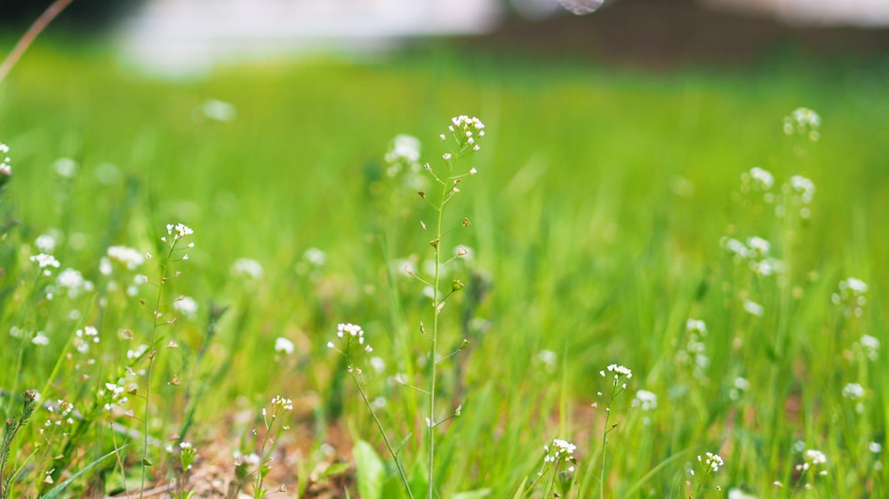 green grass with water droplets