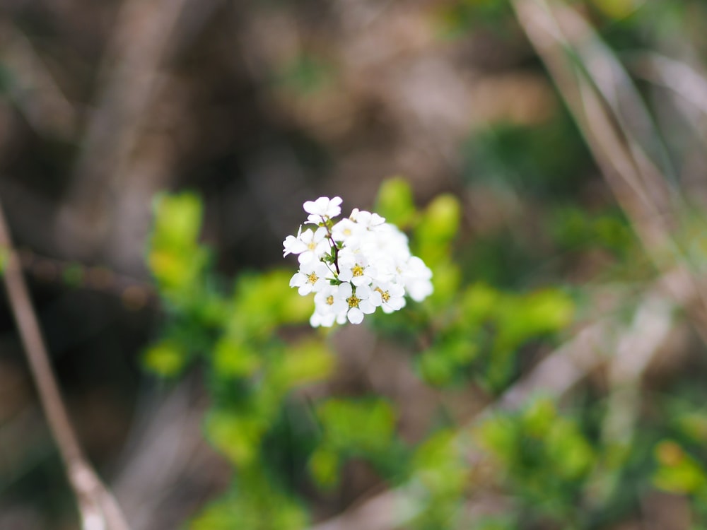 white flower in tilt shift lens