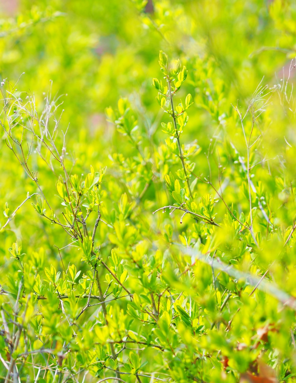 green leaf plant during daytime