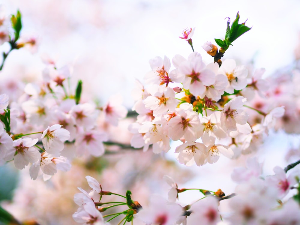 fleurs de cerisier blanches et roses en fleurs pendant la journée