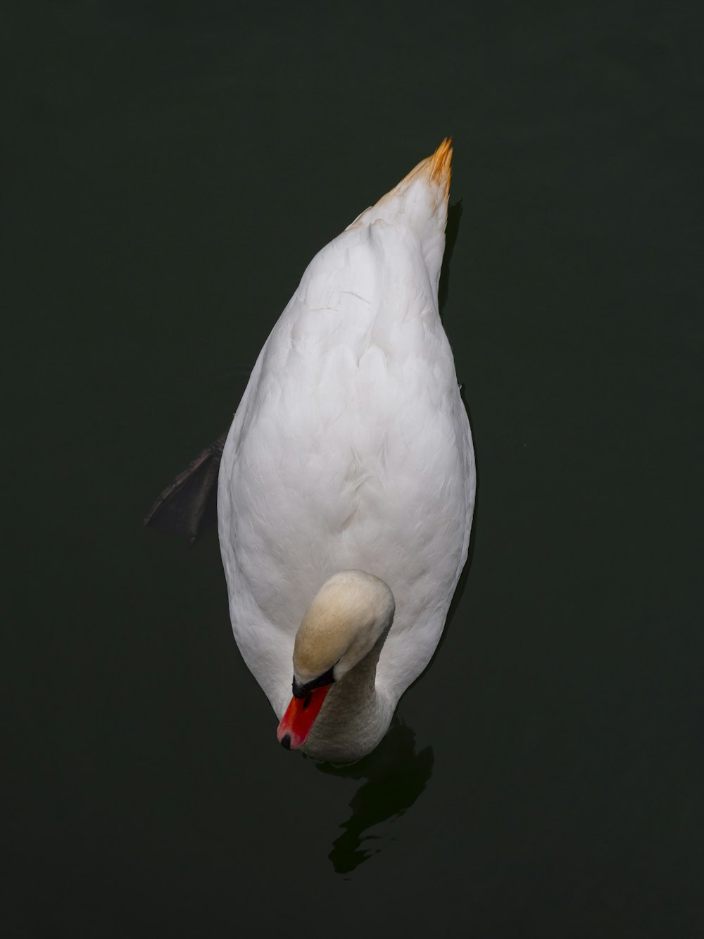 white duck on black background