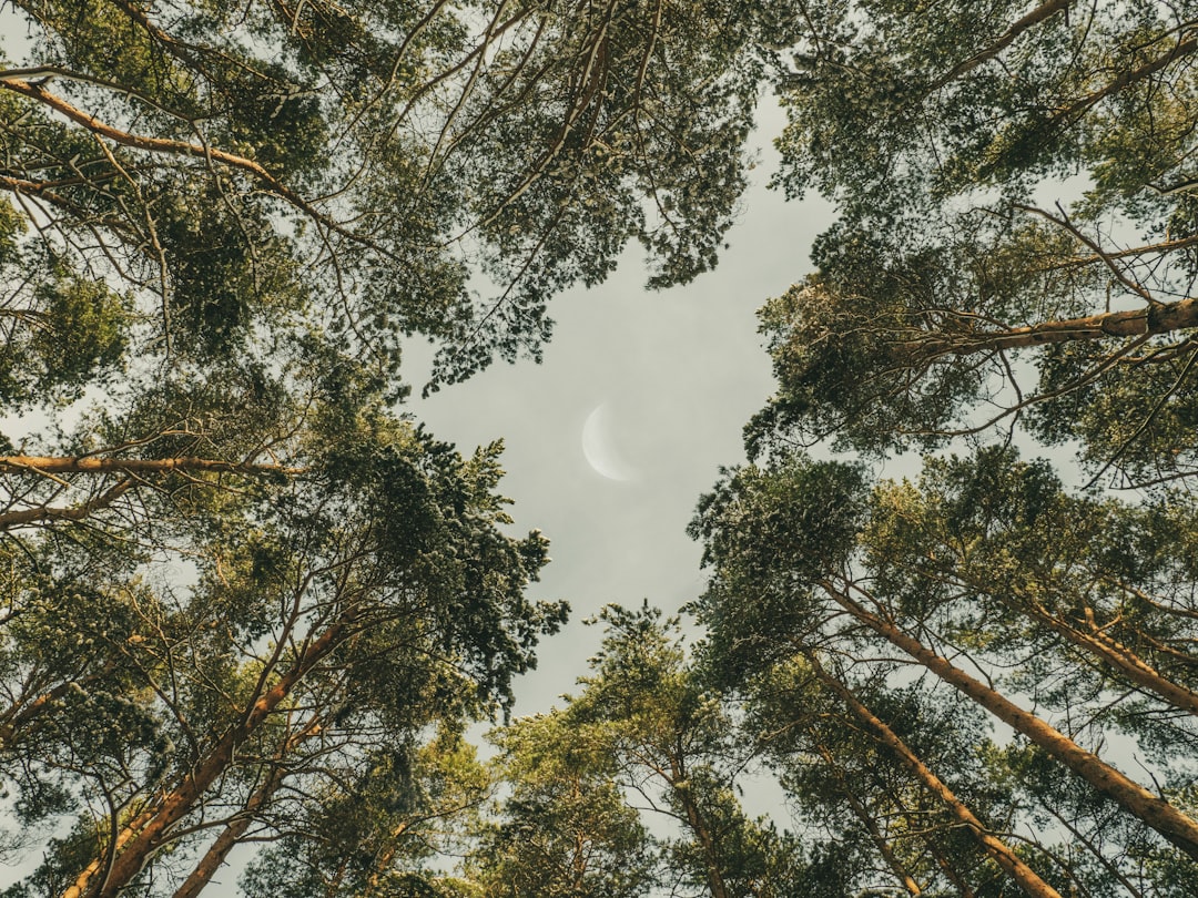 Forest photo spot Tallinn Pirita