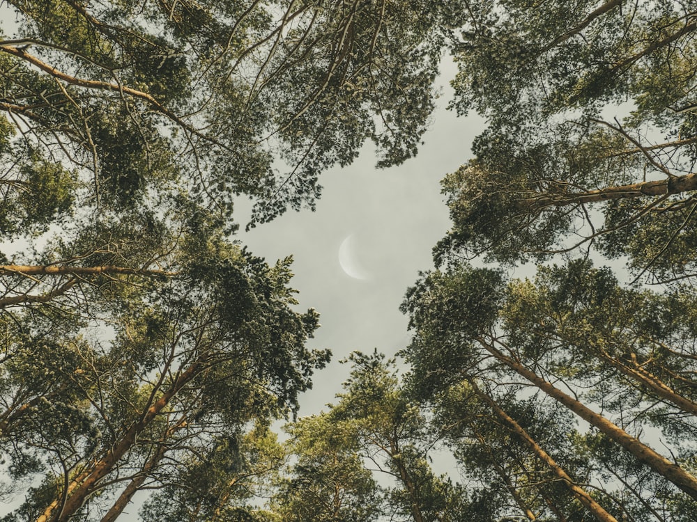 昼間の白い雲の下の緑の木々