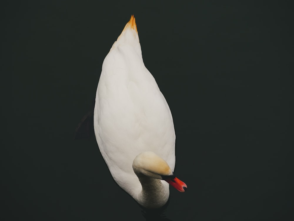 white duck with orange beak