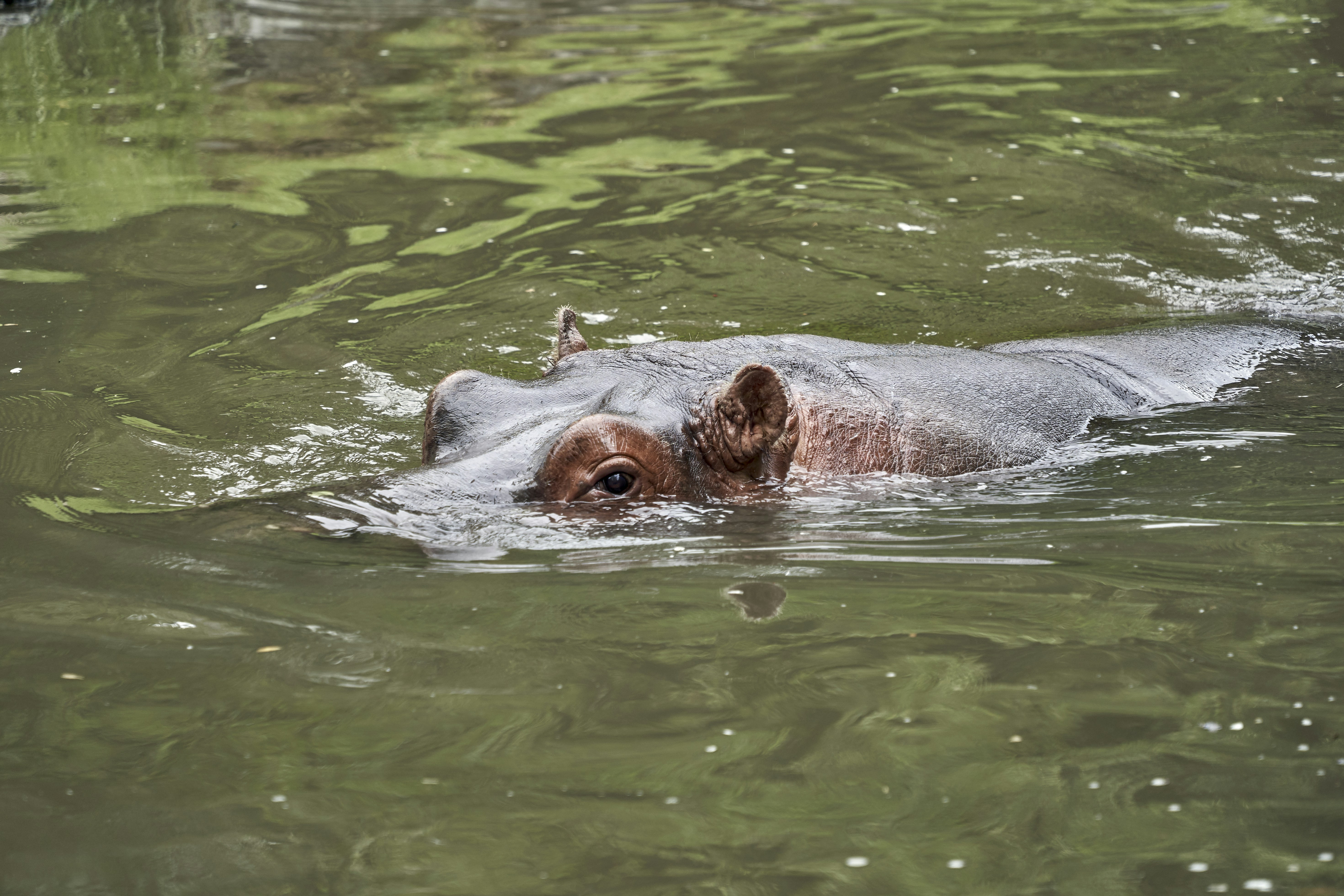 Photo by wolfgang_hasselmann