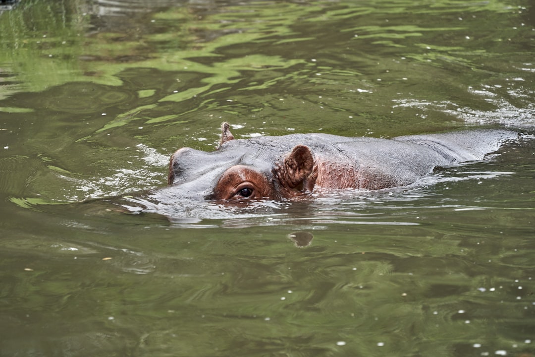 brown animal on body of water during daytime