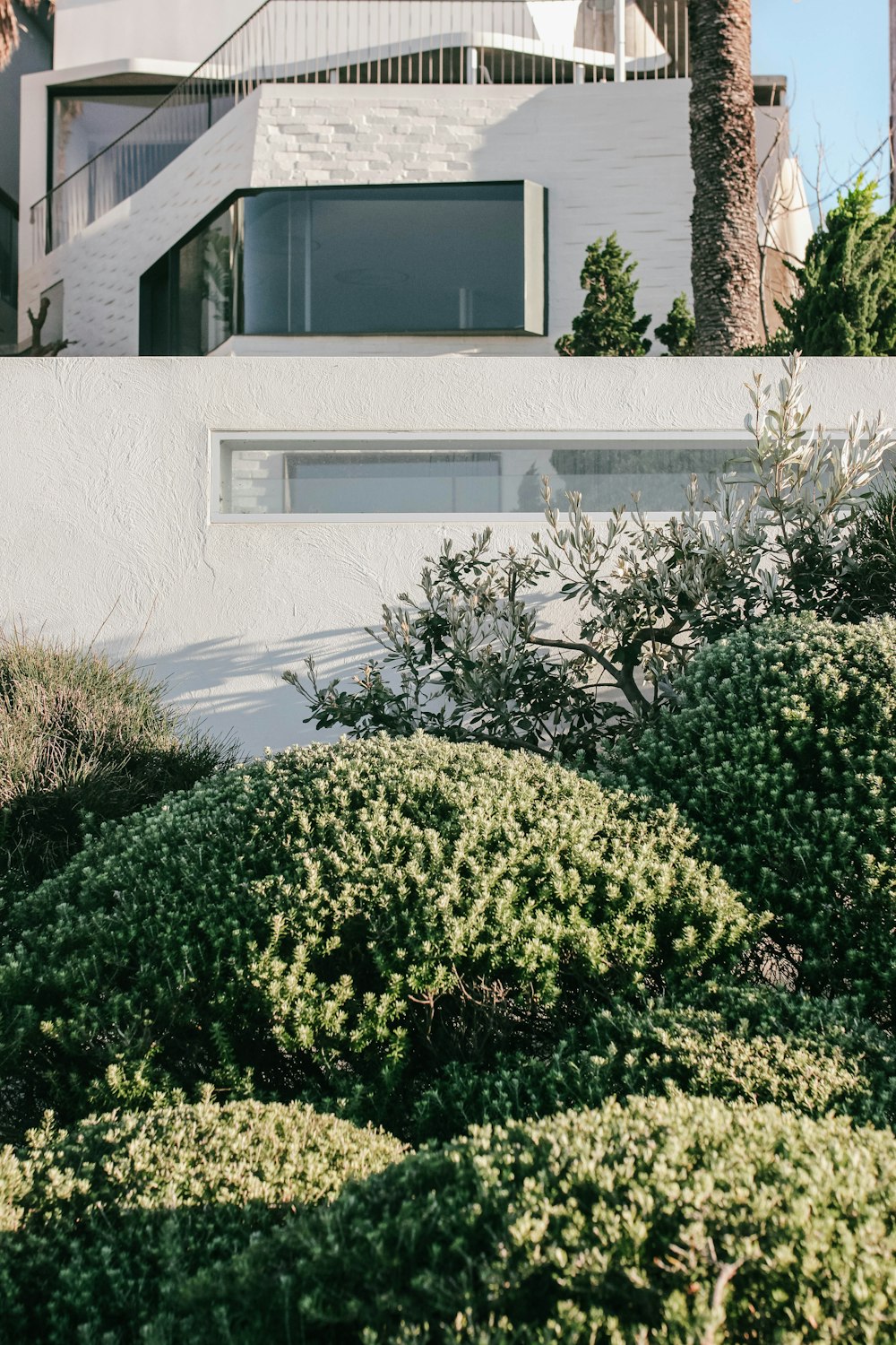 green plant beside white concrete house