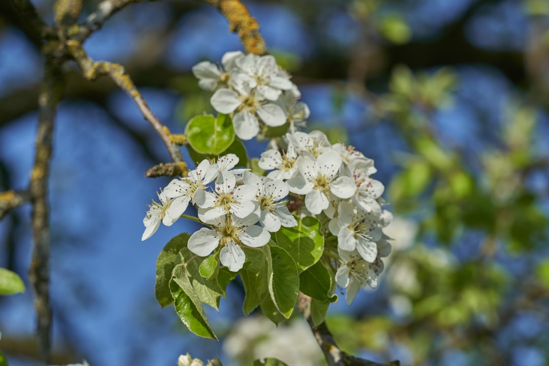 white cherry blossom in close up photography