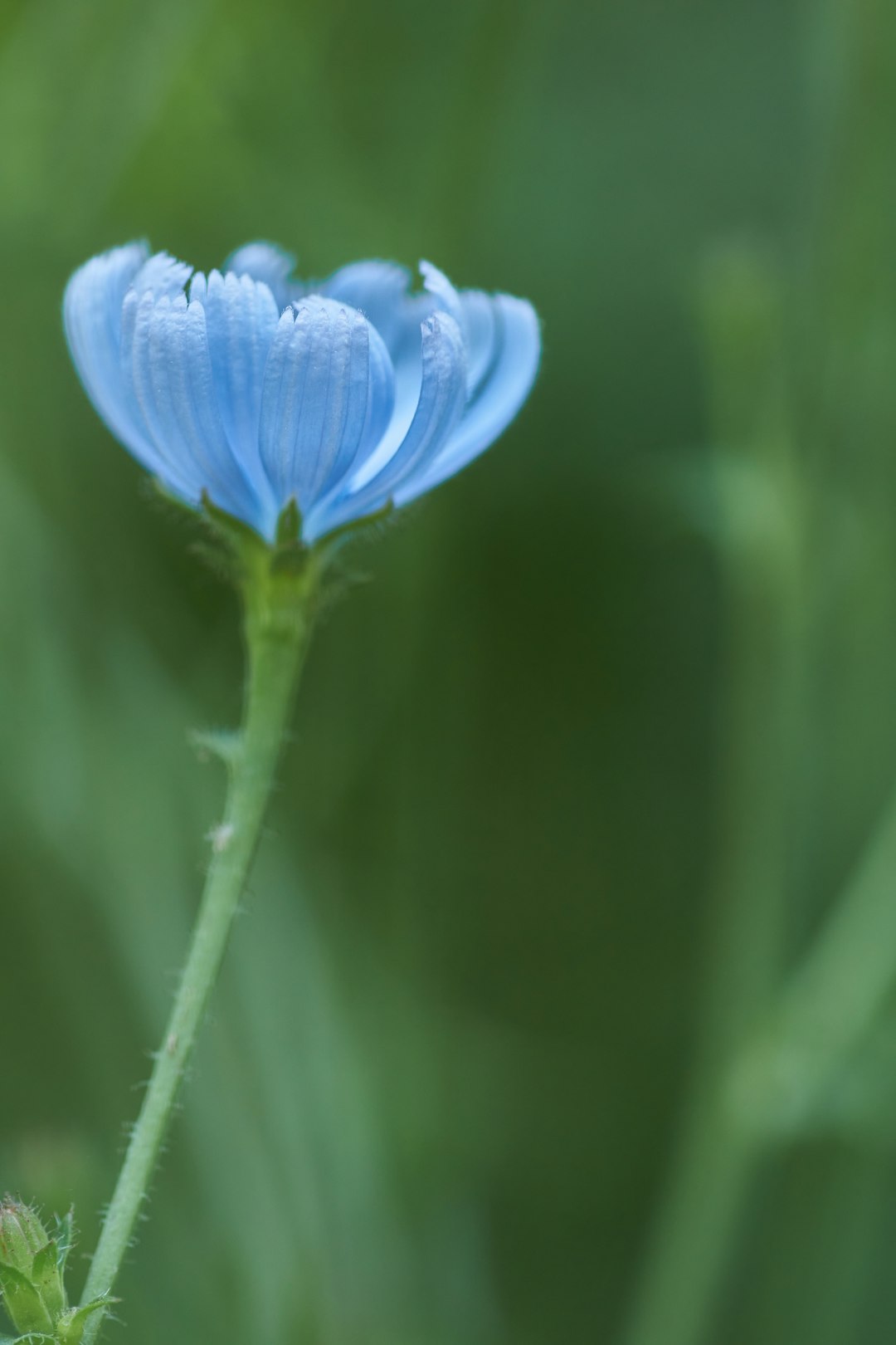 blue flower in tilt shift lens