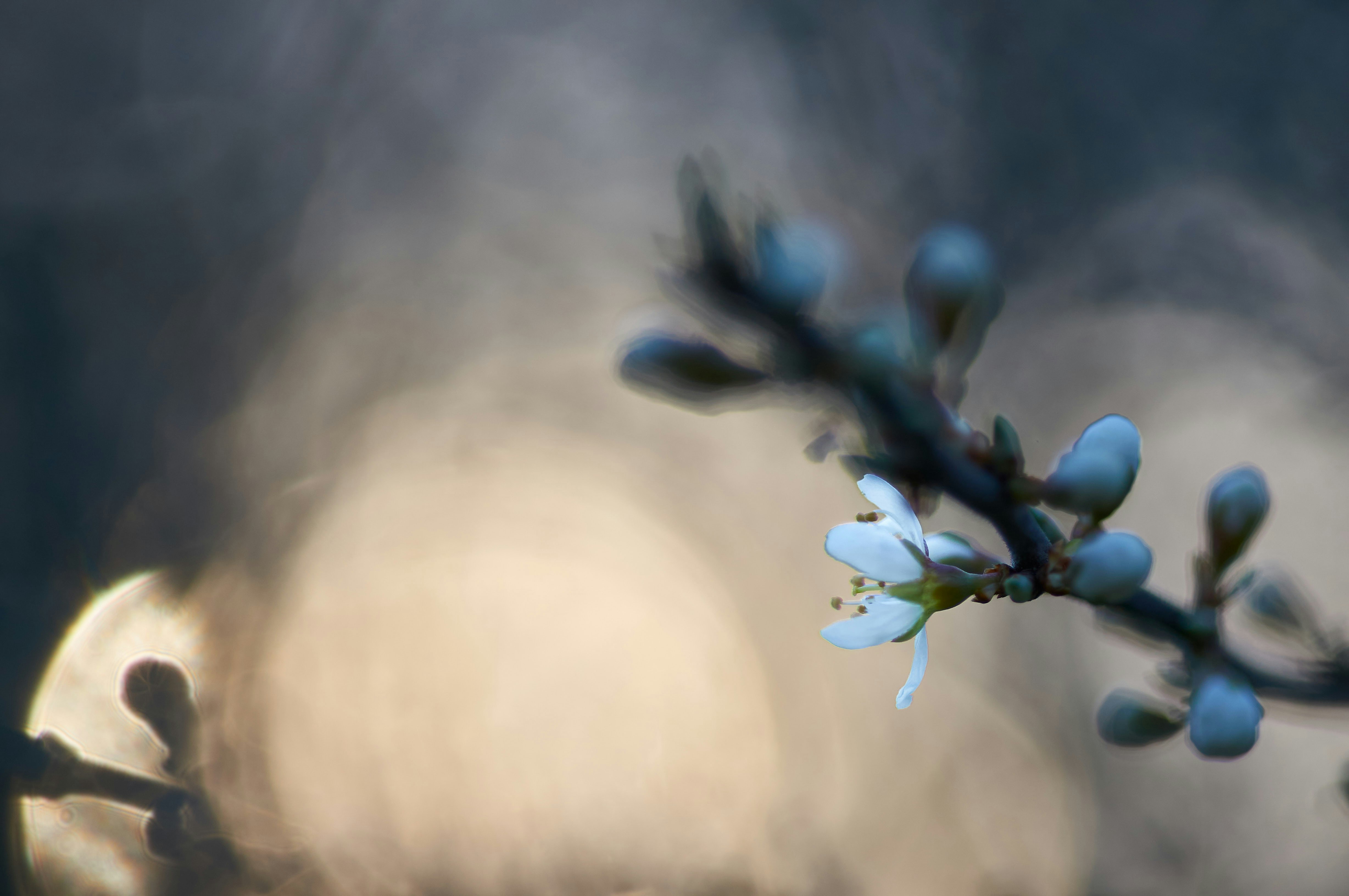 Photo by wolfgang_hasselmann