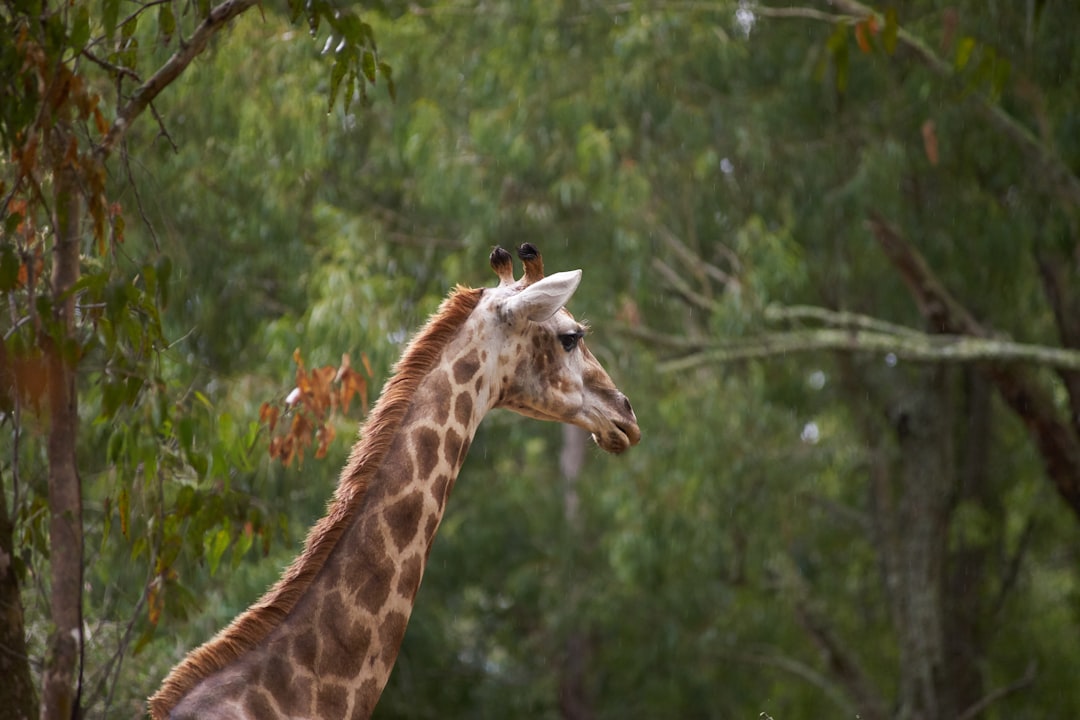 brown giraffe in close up photography