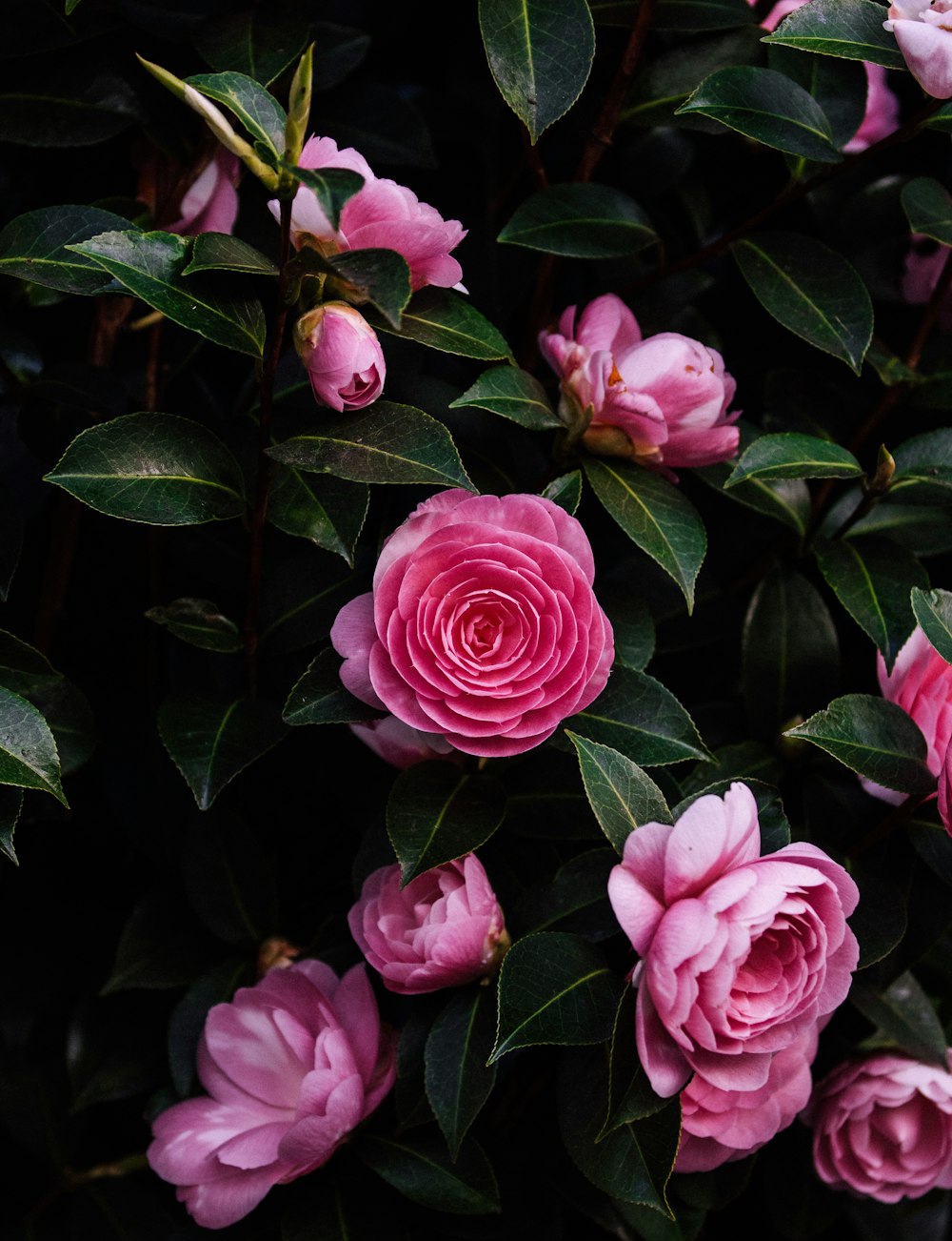 pink roses in close up photography