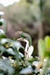 green and brown lizard on tree branch
