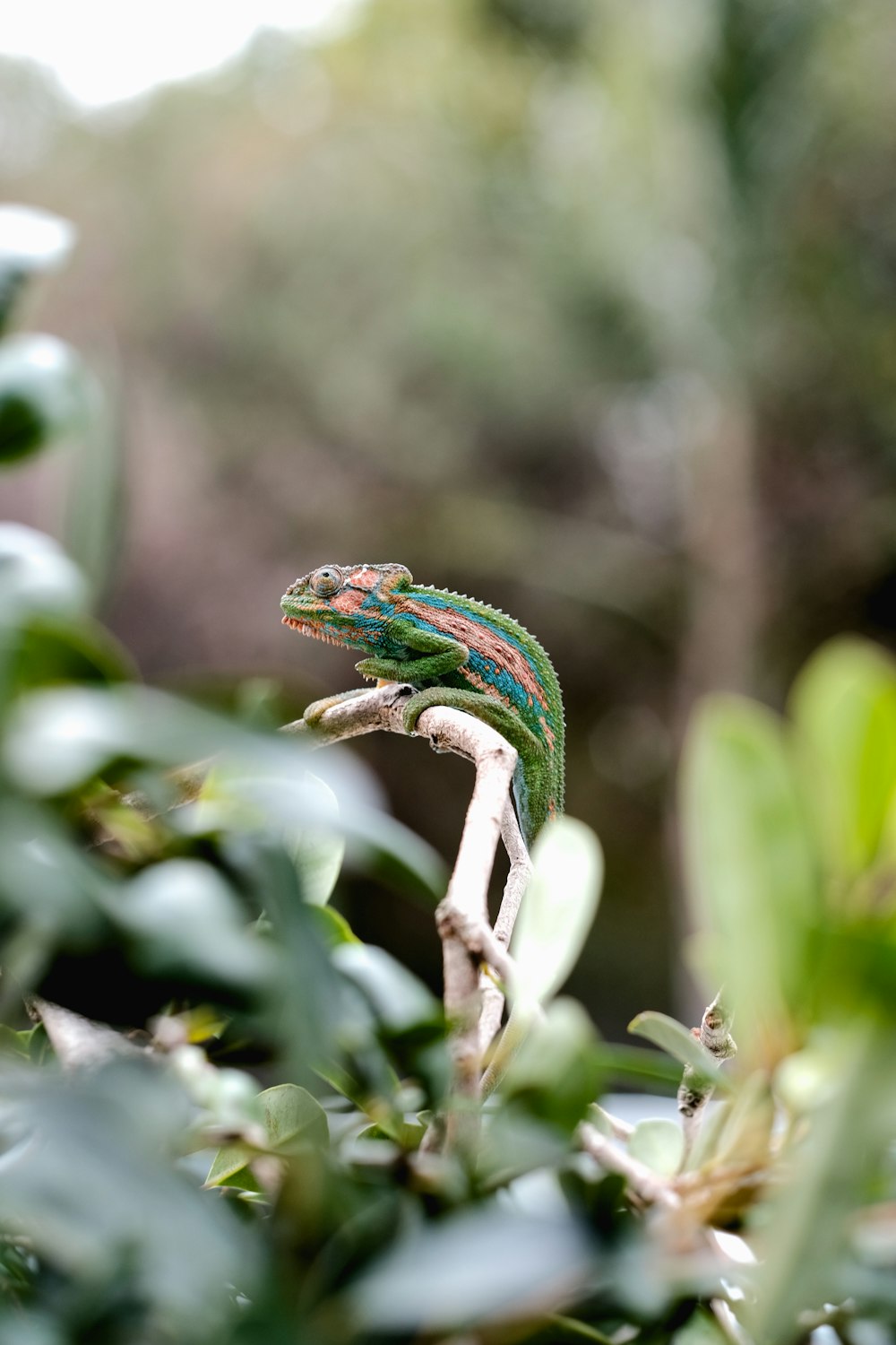 lézard vert et brun sur branche d’arbre