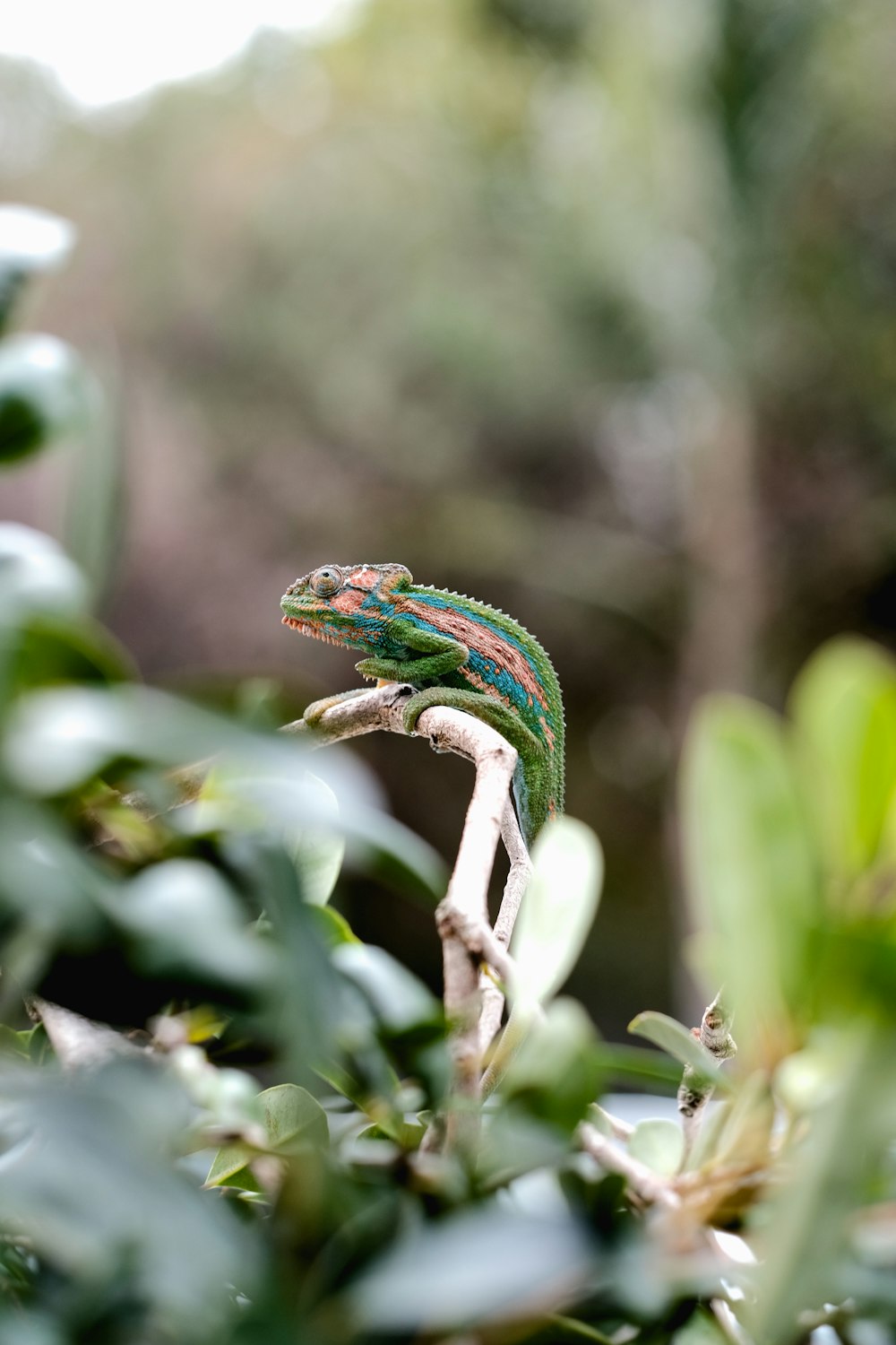green and brown lizard on tree branch