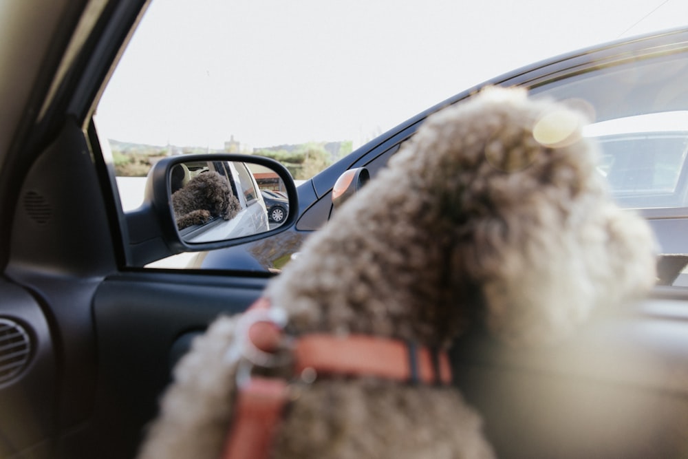 white long coated dog inside car