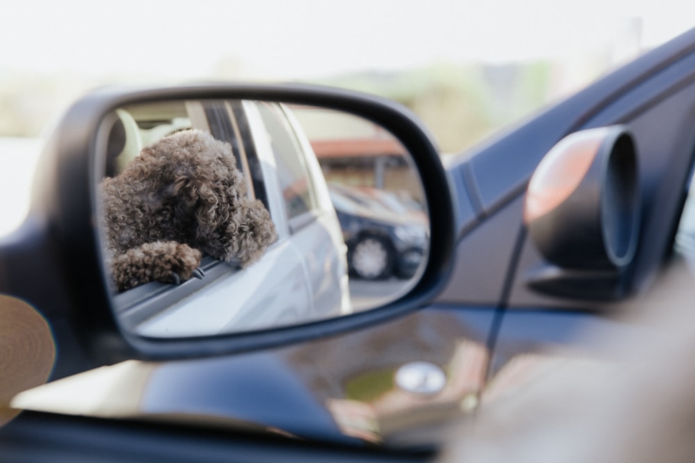 black car side mirror with brown curly haired dog