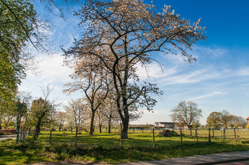 green grass field with trees under blue sky and white clouds during daytime