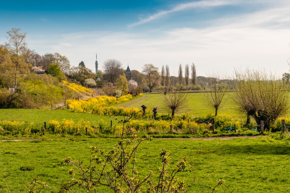 green grass field with bare trees under blue sky during daytime