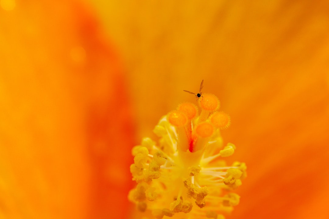 yellow flower in macro lens