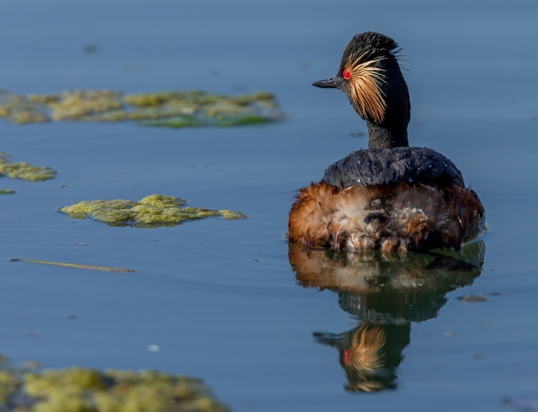 brown and black duck on water during daytime