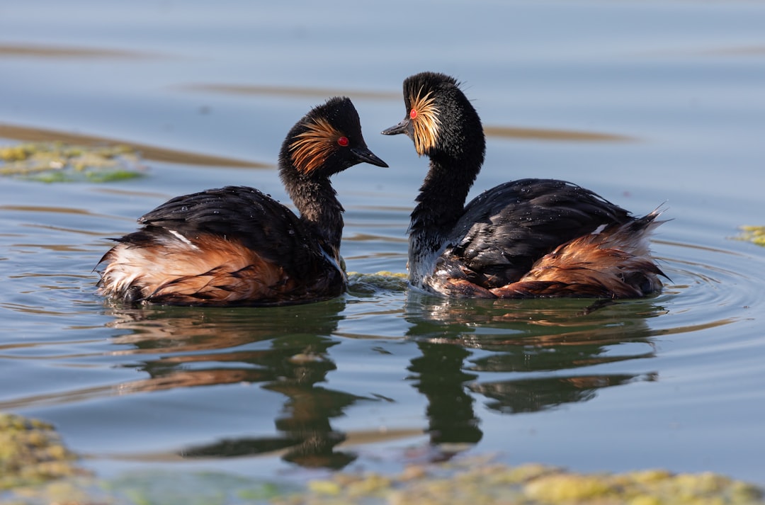two black and brown duck on water during daytime