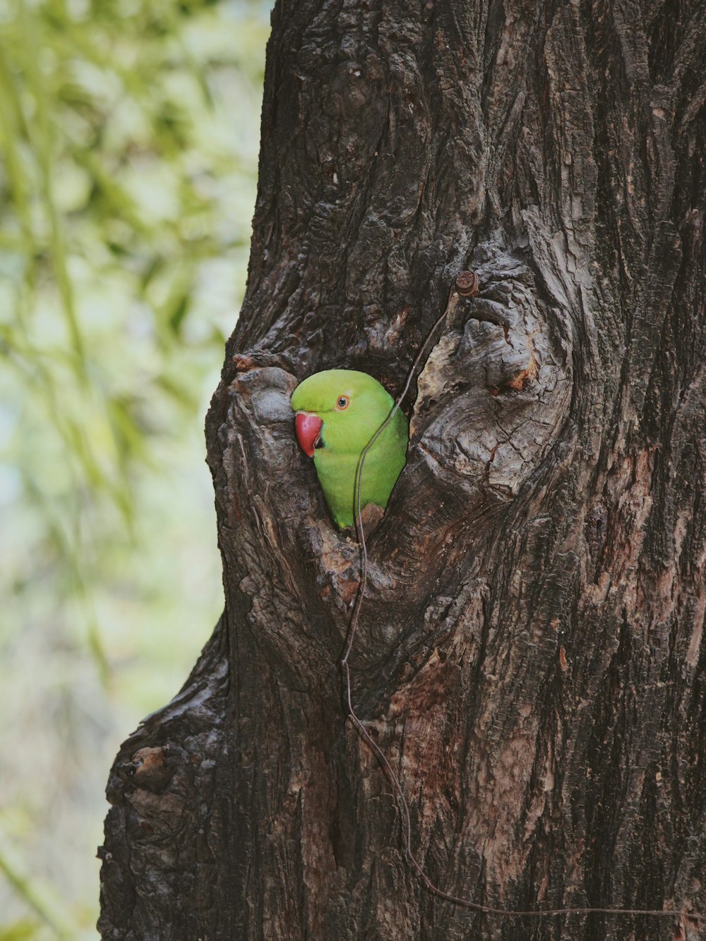 green frog on brown tree trunk