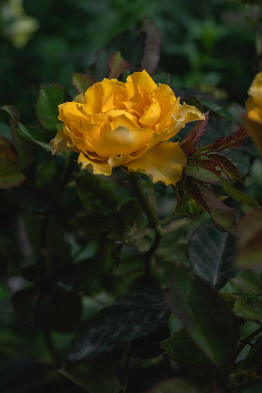 yellow rose in bloom during daytime