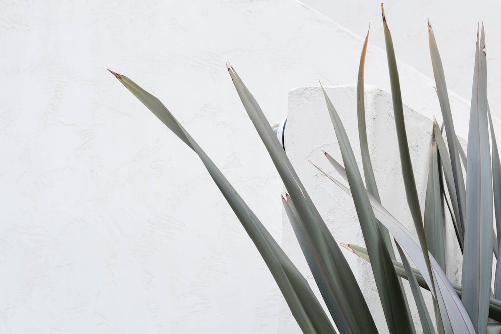 green plant on white wall