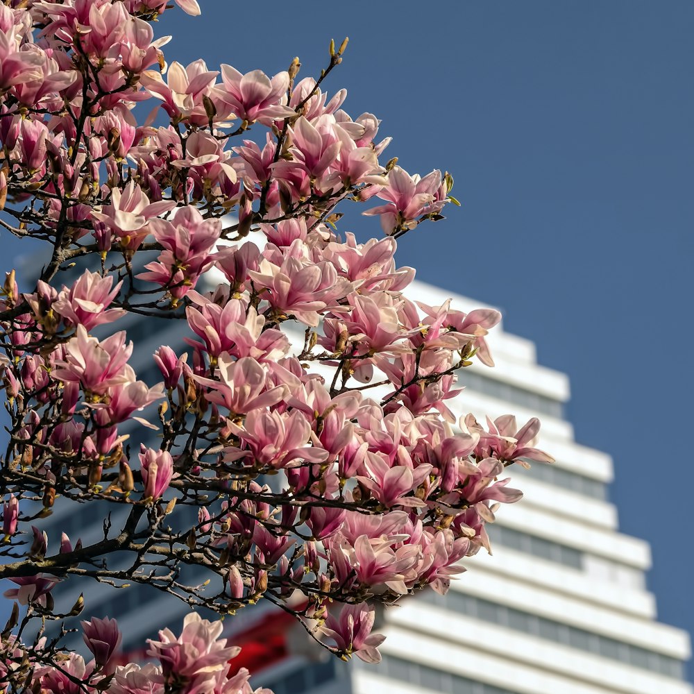 pink and white flowers on tree branch