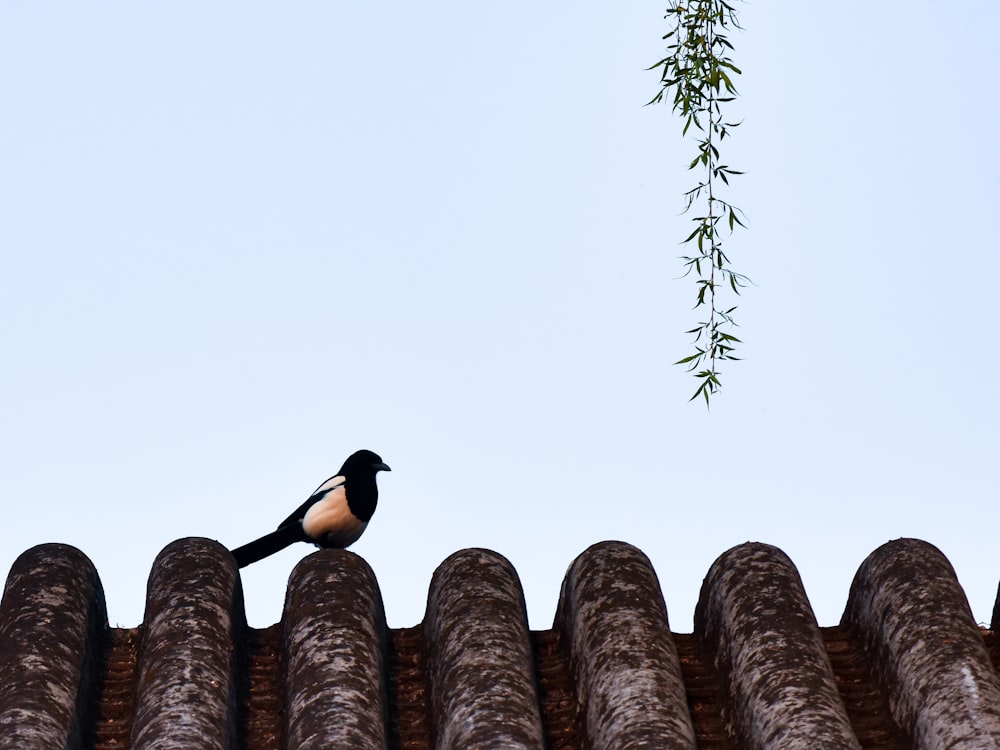 black and white bird on brown wooden roof