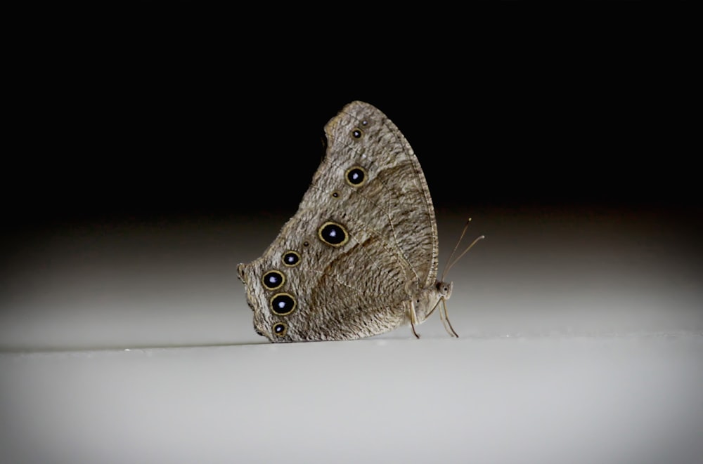 brown and white moth on white surface